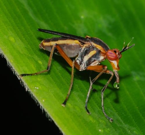 Réf. 354 281 : Thecomyia longicornis